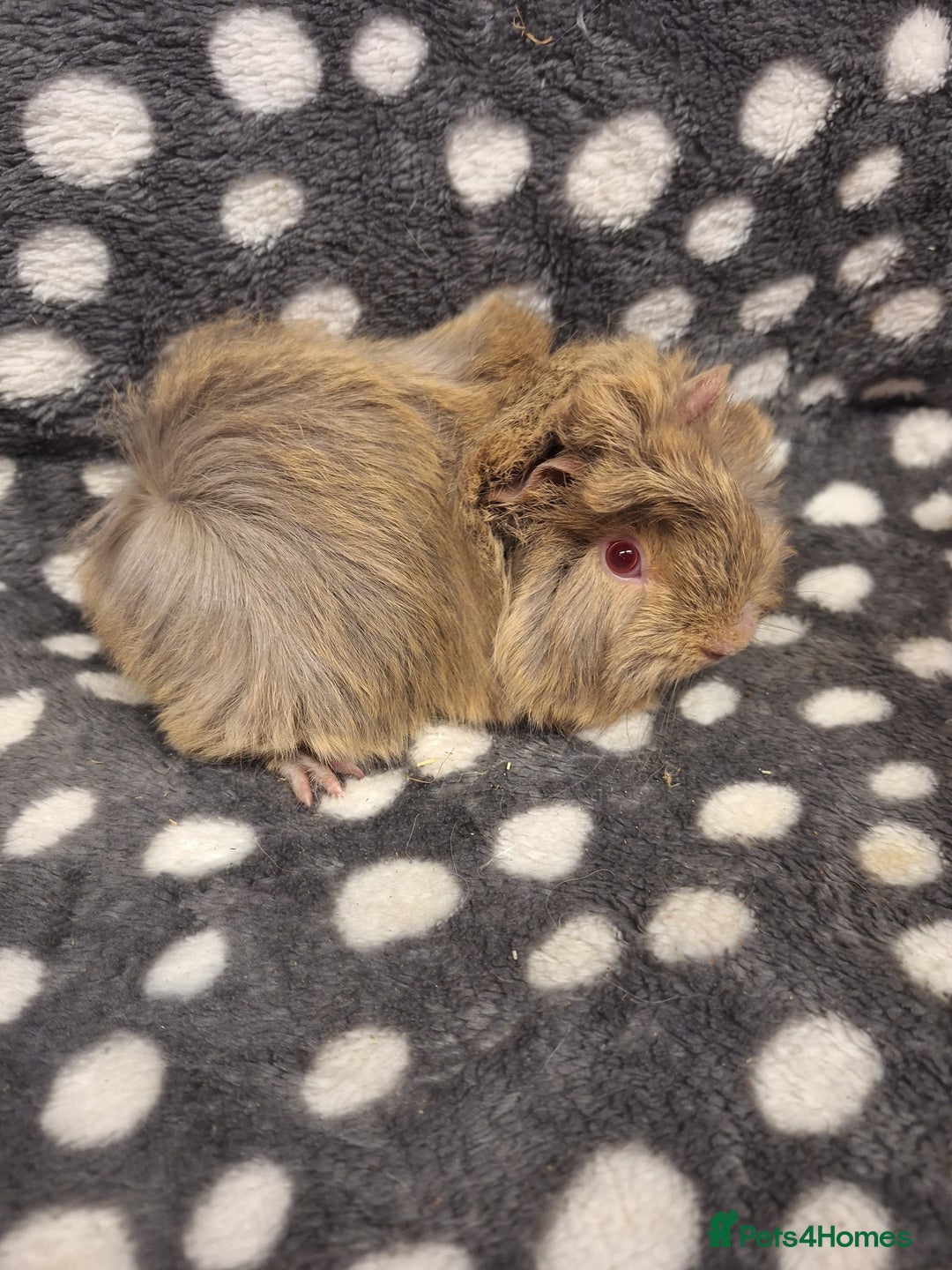 Guinea Pig rodents for sale: Baby male peruvian guinea pigs  - Advert 10