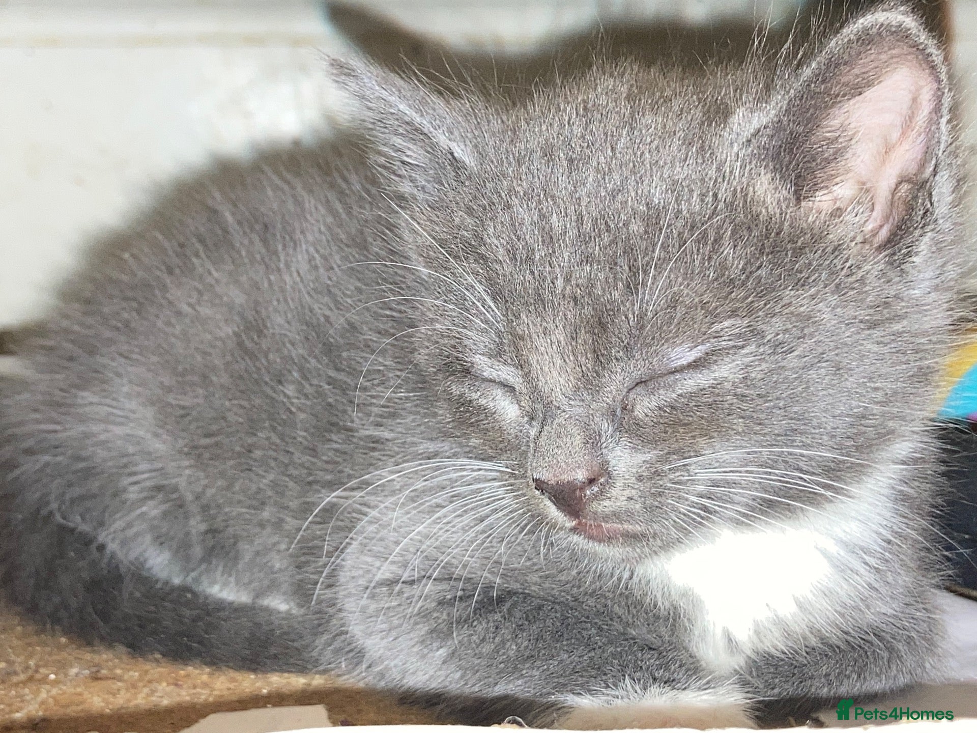 Mixed Breed cats 4 female kittens - Advert 2