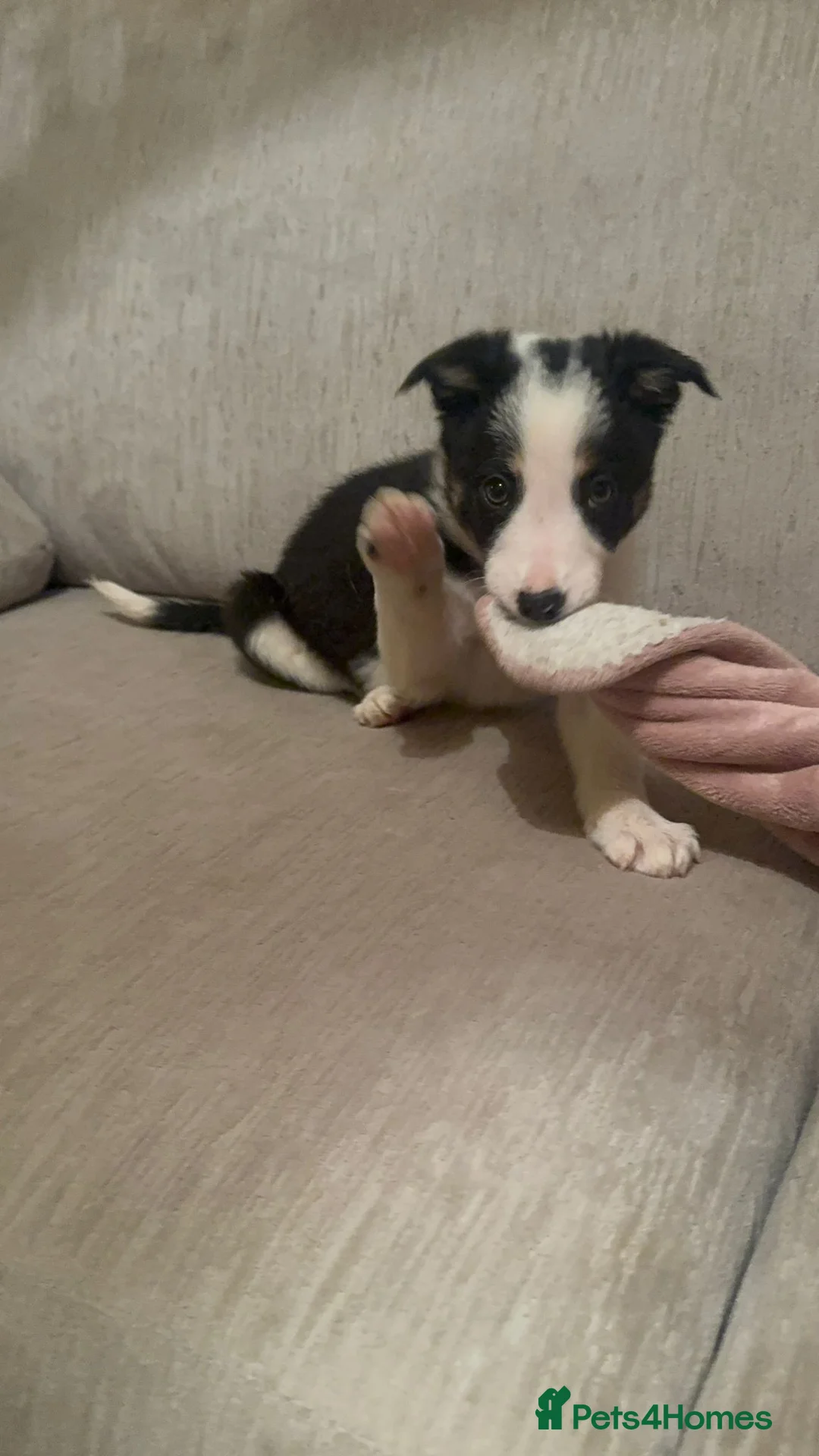 Border Collie dogs for sale: 1 Border Collie Pup - Health tested clear parents - Advert 31