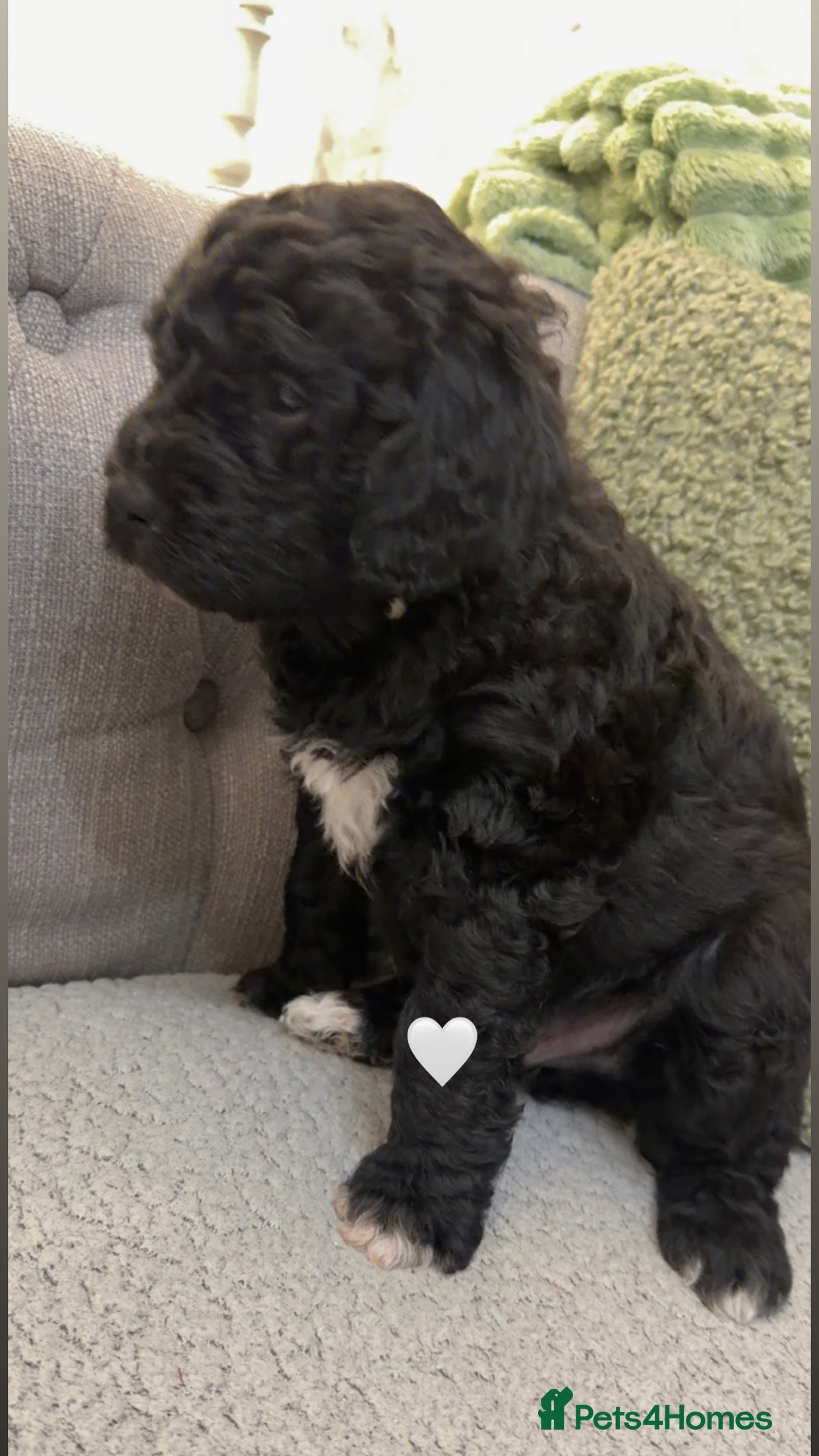 Mixed Breed dogs Stunning litter of Golden Bernadoodles - Advert 14