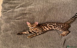 Bengal cats for sale: Male Snow & Female Brown Rosetta bengals - Image 3