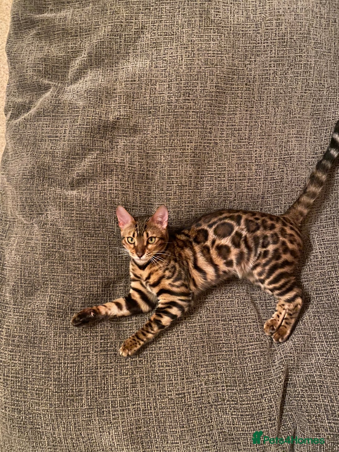 Bengal cats for sale: Male Snow & Female Brown Rosetta bengals - Image 3