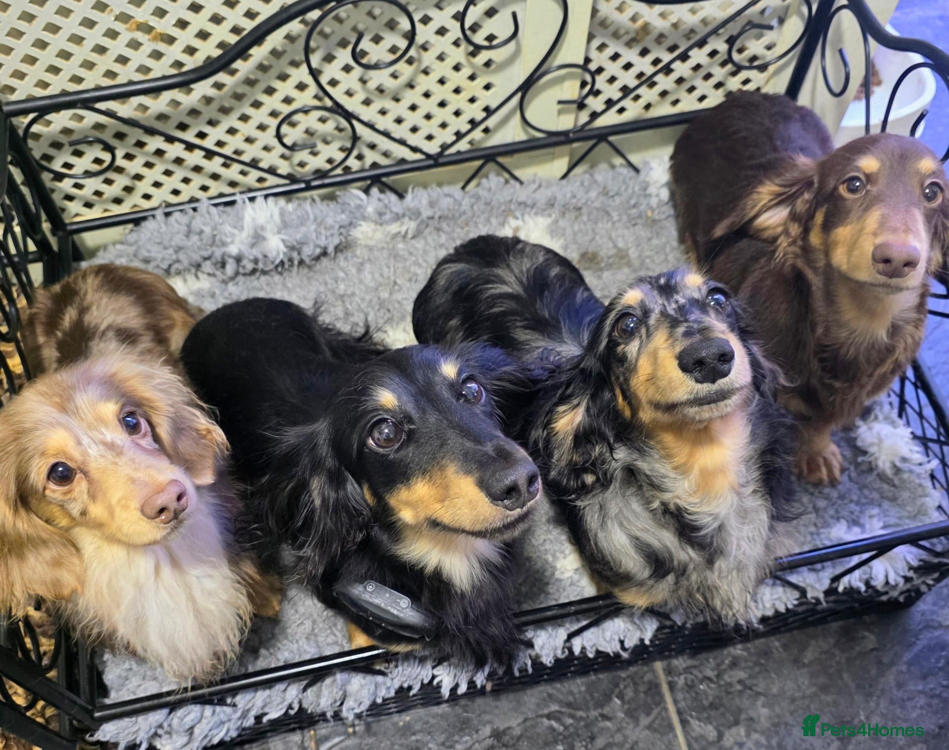 Dachshund dogs Miniature long hair boys - Advert 17