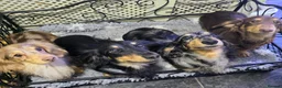 Dachshund dogs for sale: Miniature long hair boys - Advert 1