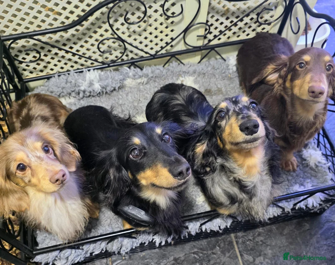 Dachshund dogs for sale: Miniature long hair boys - Advert 1