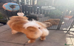 Chow Chow dogs for stud: 🐾 Simba – The Ultimate Cinnamon Teddy Bear! 🏆 - Image 5