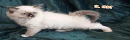Ragdoll cats for sale: Ragdoll kitten. 2 Girls and 1 Boy  in Coventry - Advert 3