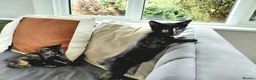 Mixed Breed cats for sale: Gorgeous Tortoiseshell Female Kittens - Advert 4