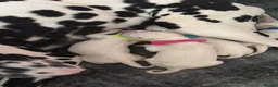 Dalmatian dogs for sale: Alaska - Advert 11