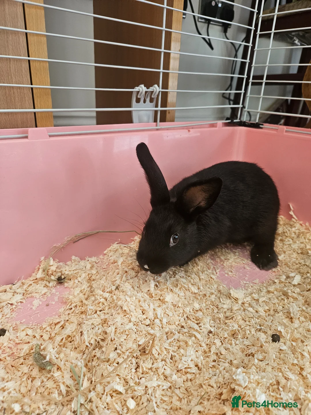 Mixed Breed rabbits for sale: Female bunny for sale - Advert 2