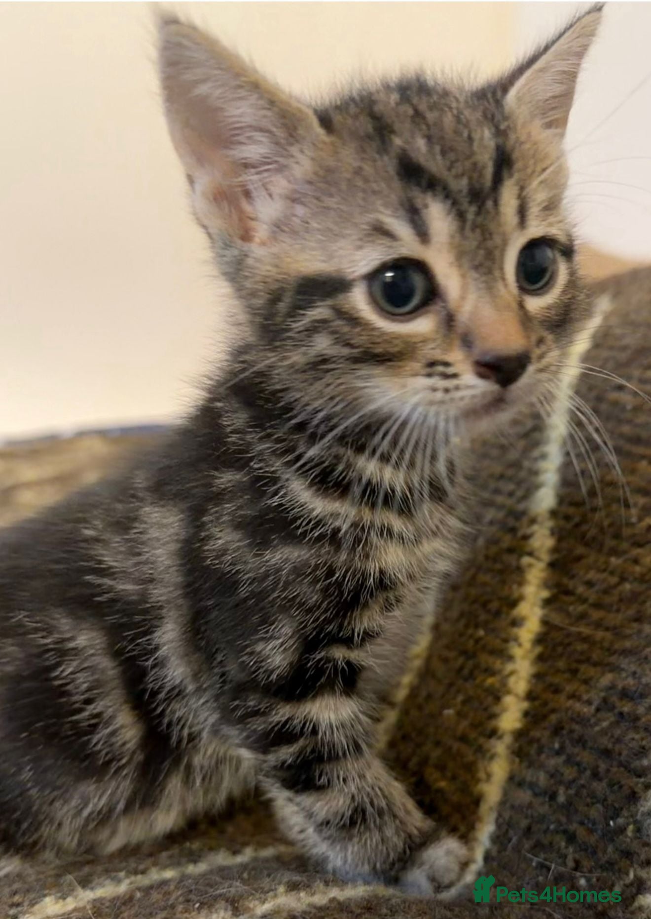 Mixed Breed cats 8 gorgeous kittens (tuxedo, tortie, tabby, black) - Advert 1