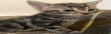 Tabby Male - Tiger