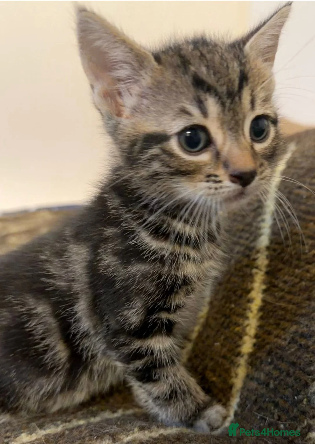 Mixed Breed cats for sale: 8 gorgeous kittens (tuxedo, tortie, tabby, black) - Advert 1