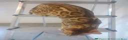 Bengal cats for sale: Bengal boy kitten - Advert 5