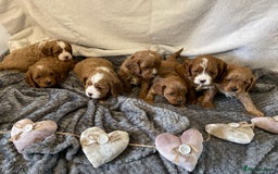 Miniature Poodle dogs for stud: Proven extensively health tested KC RED poodle in Swansea - Image 8
