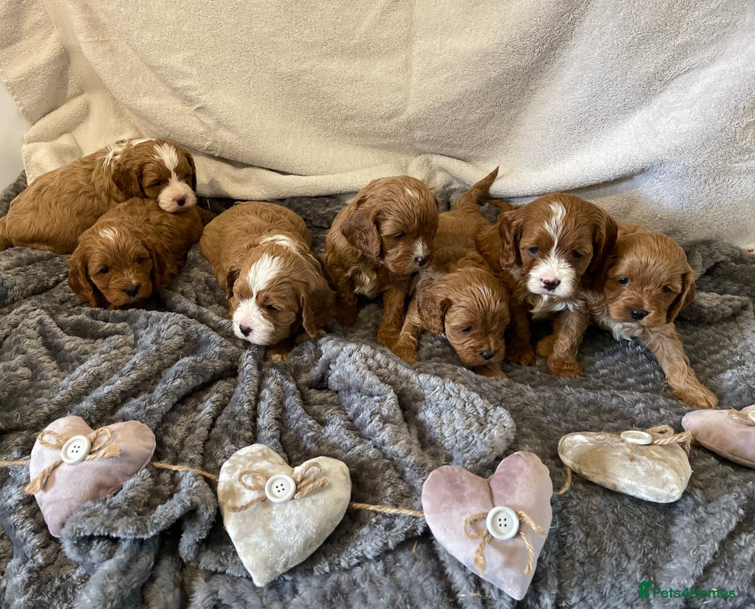 Miniature Poodle dogs for stud: Proven extensively health tested KC RED poodle in Swansea - Image 8