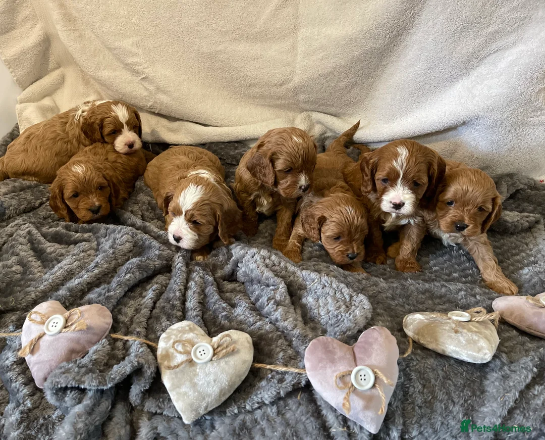 Miniature Poodle dogs for stud: Proven extensively health tested KC RED poodle in Swansea - Advert 8