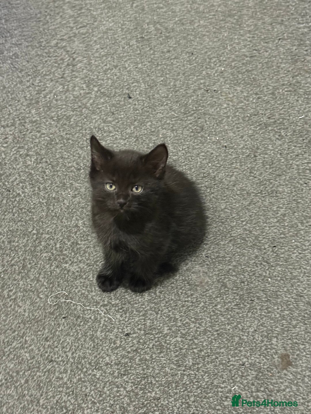 Maine Coon cats for sale: Half Mainecoon and Half British Shorthair  - Advert 15