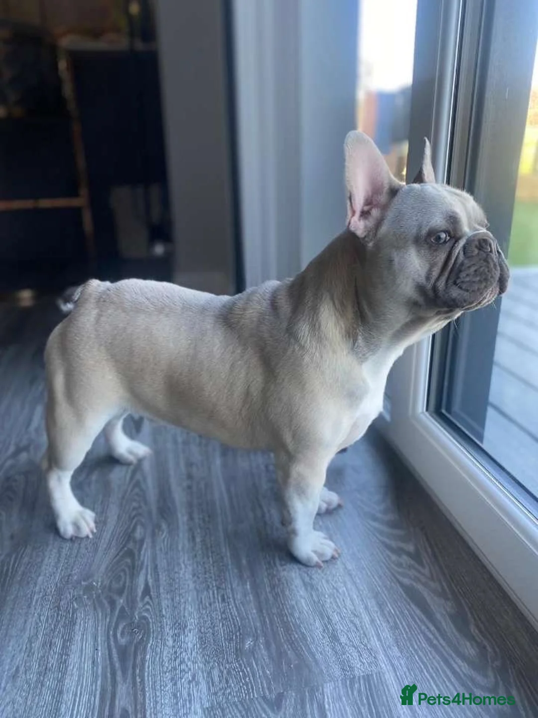 French Bulldog dogs for stud: French bulldog (stud) in Dumfries - Advert 2