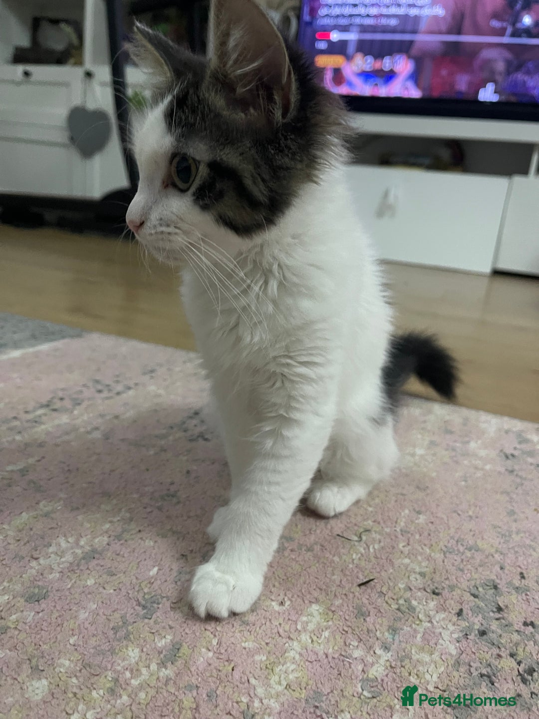 Ragdoll cats for sale: Female  - Image 3