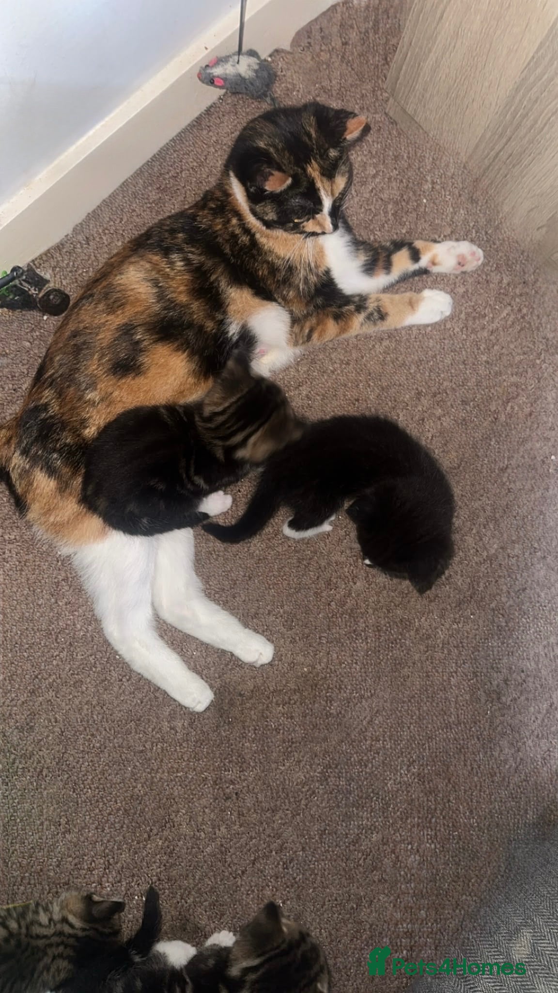 Mixed Breed cats Calico cross Norwegian forest cat - Advert 2