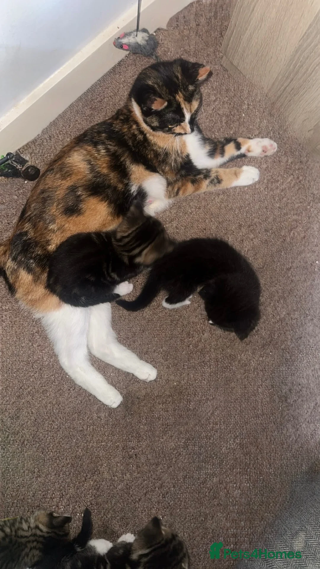 Mixed Breed cats for sale: Calico cross Norwegian forest cat - Advert 1