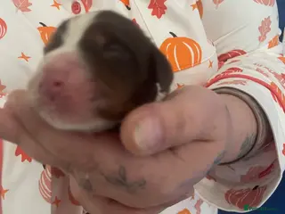 Cocker Spaniel dogs Cocker spaniel puppys - Advert 11