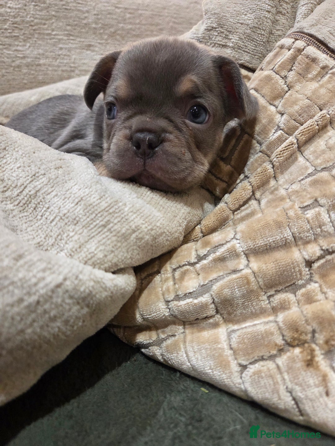 French Bulldog dogs for sale: Isabella & lilac & tan chunky frenchies - Advert 19