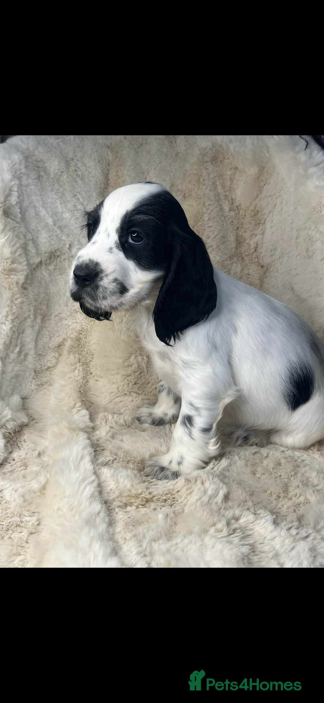 Cocker Spaniel dogs for sale: Health tested cocker spaniel puppies  - Advert 8