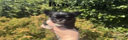 Chihuahua dogs for sale: Exquisite long coat chihuahuas  - Advert 5