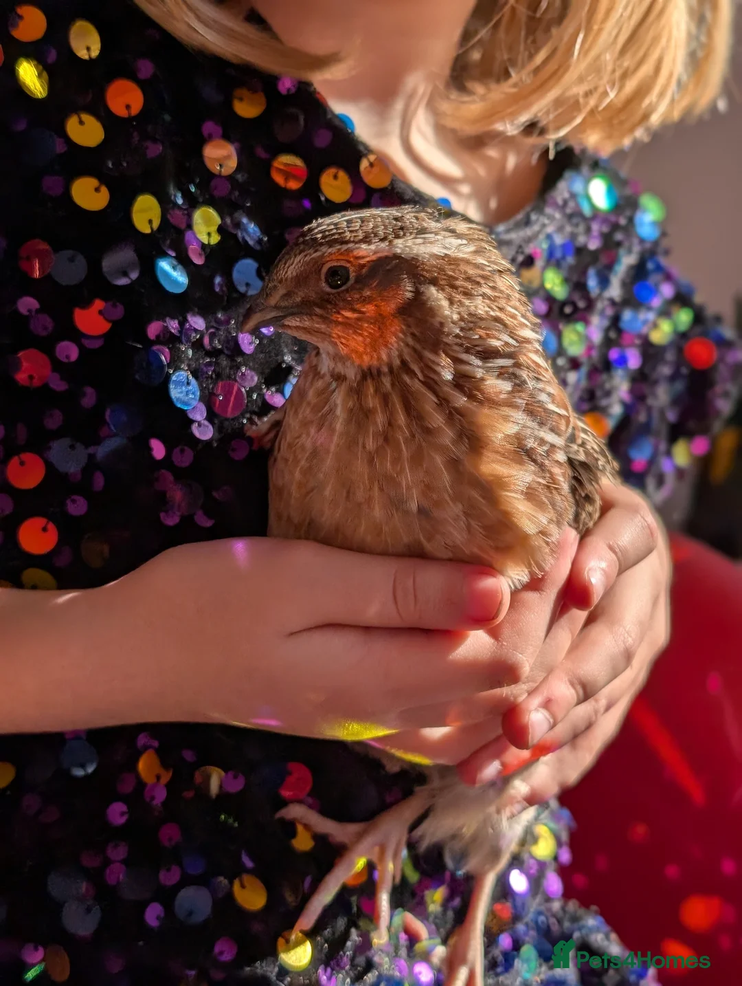 Quail poultry for sale: Two Gorgeous male quails - Advert 4