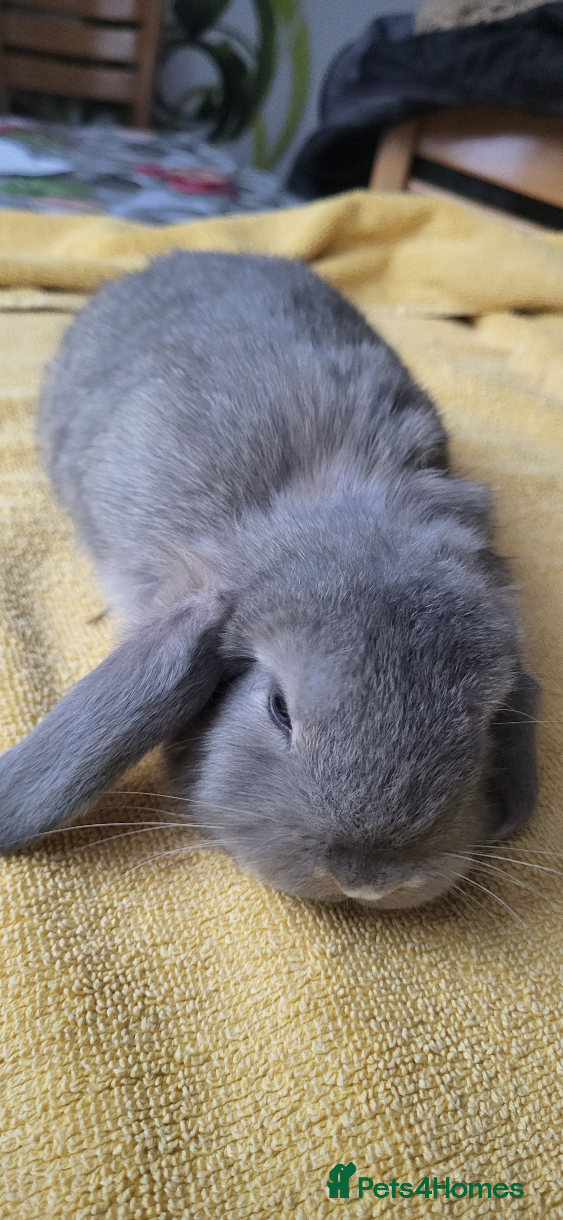 Mini Lop rabbits Mini lop looking for the best possible homes . - Advert 3