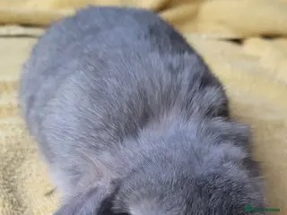 Mini Lop rabbits Mini lop looking for the best possible homes . - Advert 3