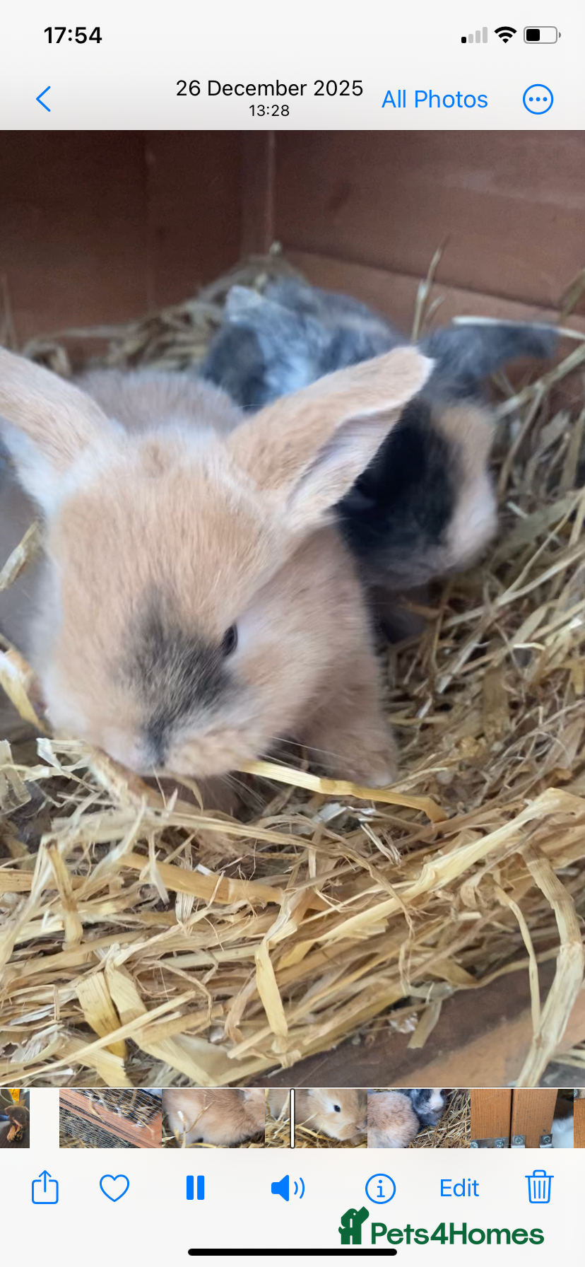 English Lop rabbits Baby bunnies - Advert 2