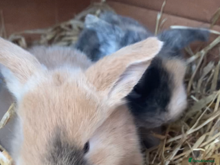 English Lop rabbits Baby bunnies - Advert 2