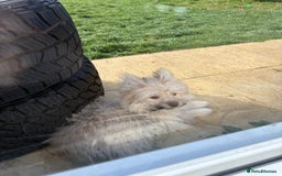 Mixed Breed dogs for sale: Penny the Pomeranian mix  - Image 11