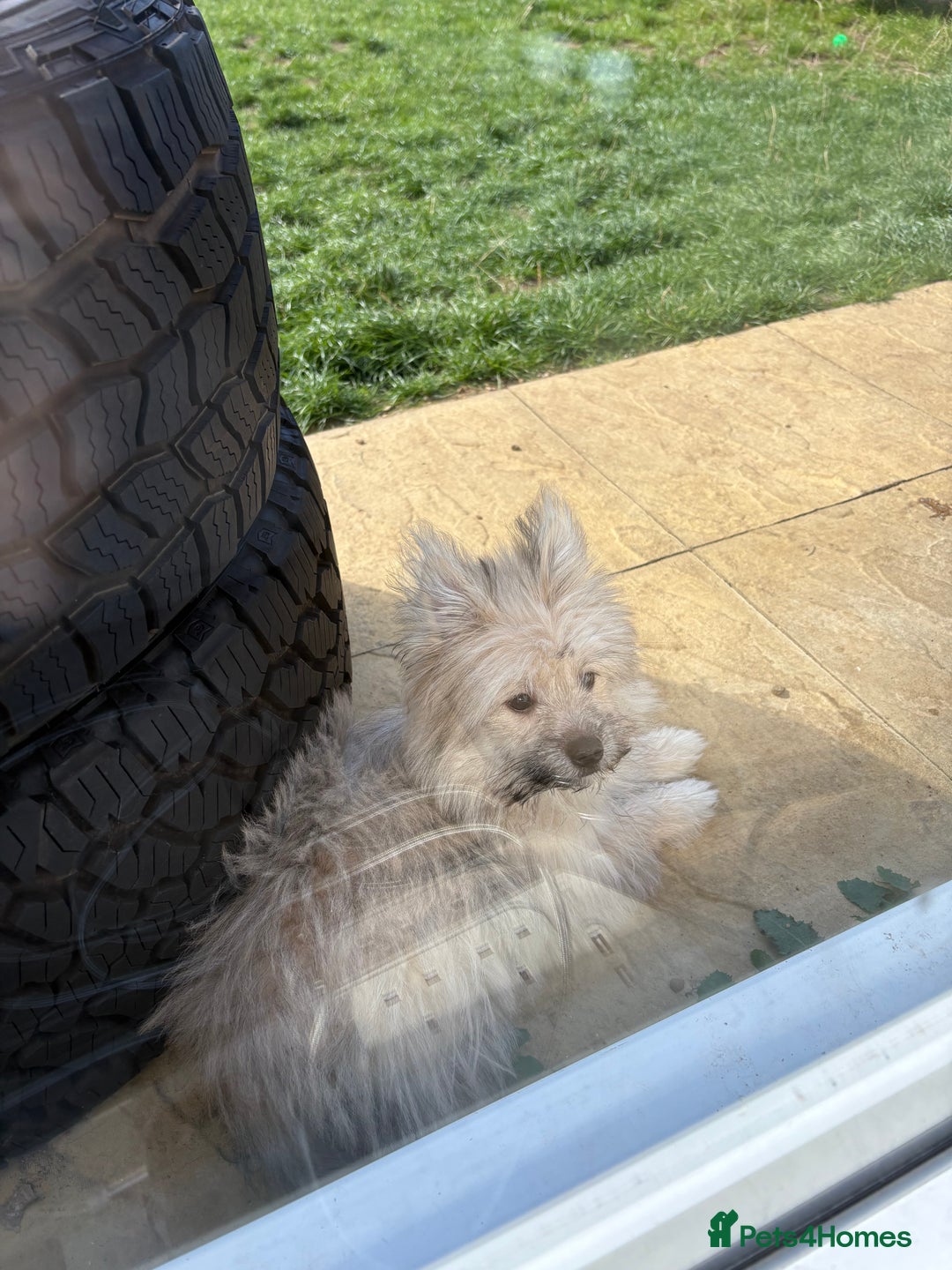 Mixed Breed dogs for sale: Penny the Pomeranian mix  - Image 11