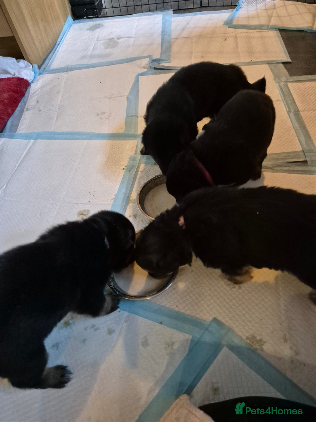 German Shepherd dogs for sale: German shepard puppies - Advert 21