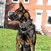 Mixed Breed dogs Bullherders top working lines - Advert 3