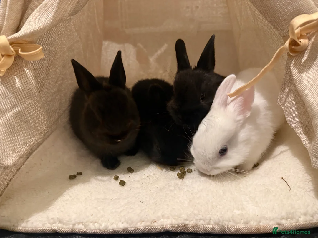 Netherland Dwarf rabbits for sale: 4 Netherland dwarf bunnies in East Grinstead - Advert 2