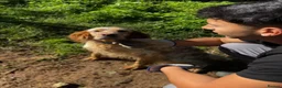 English Setter dogs for adoption: Selma in Brampton - Advert 5