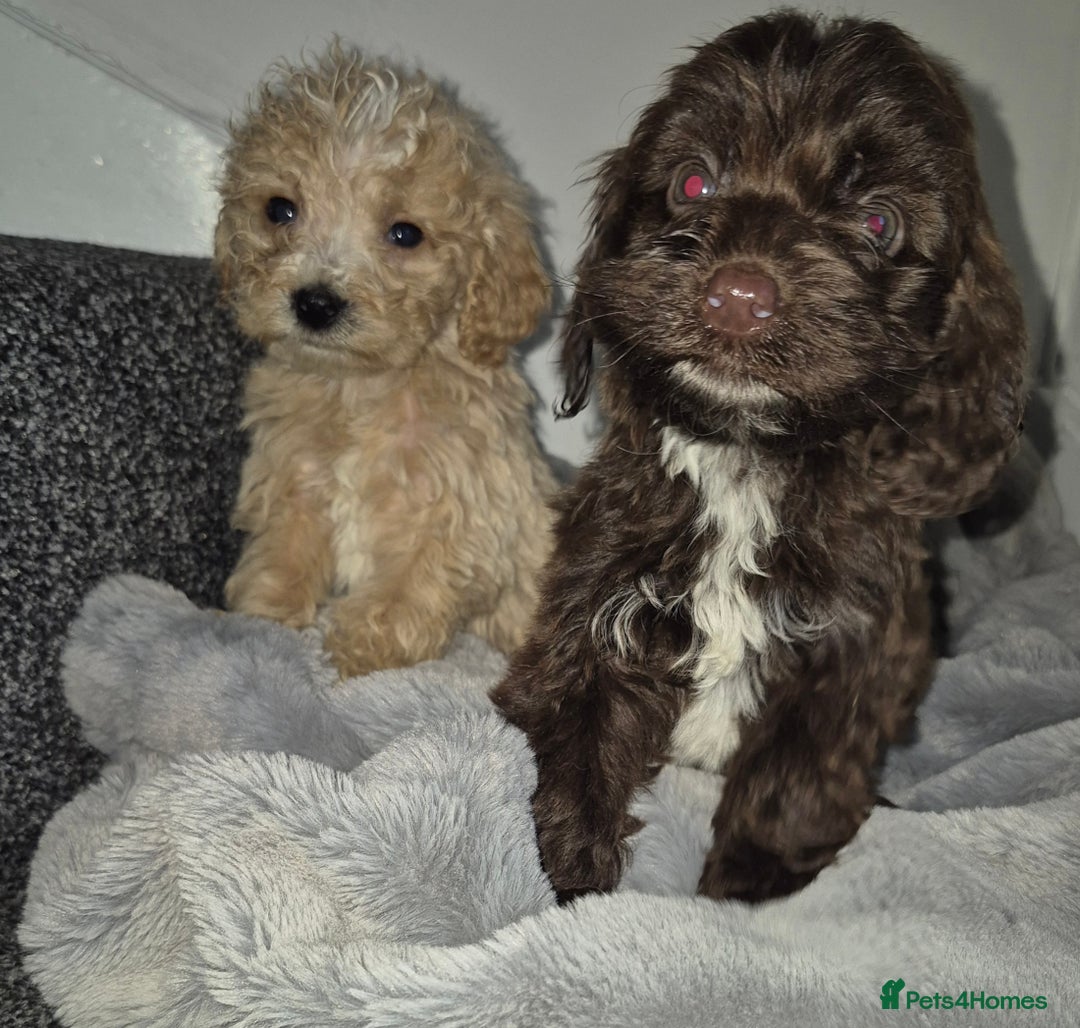 Cockapoo dogs for sale: Cockapoo pups  - Advert 4