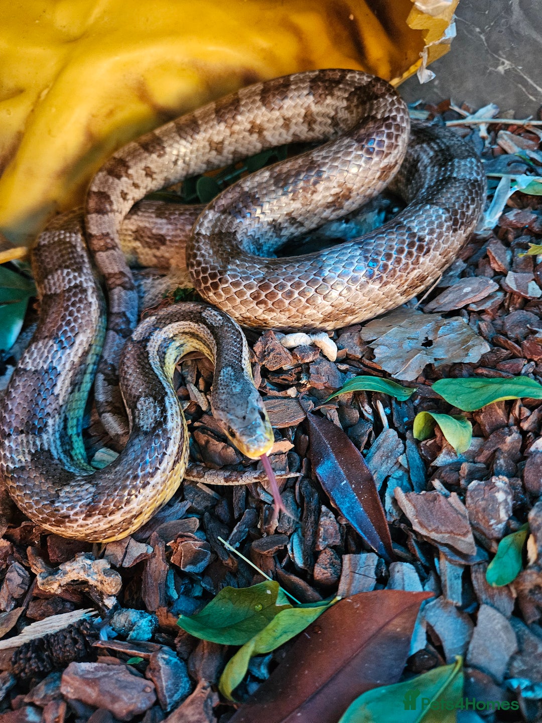 Corn Snake reptiles for sale: Breeding pair of corn snakes  - Advert 3