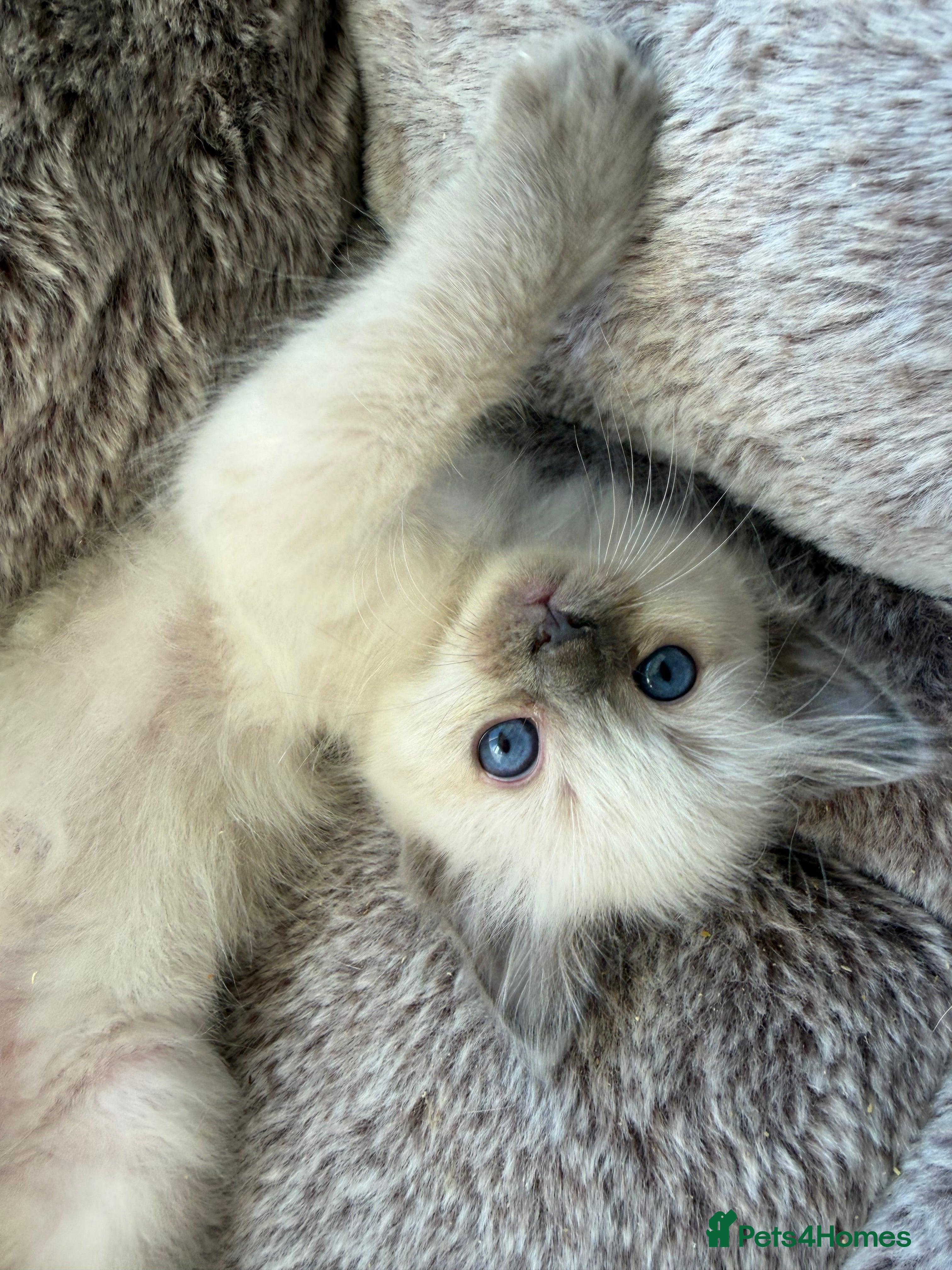 Ragdoll cats Full Ragdoll Kittens - Ready now Mink - Advert 2
