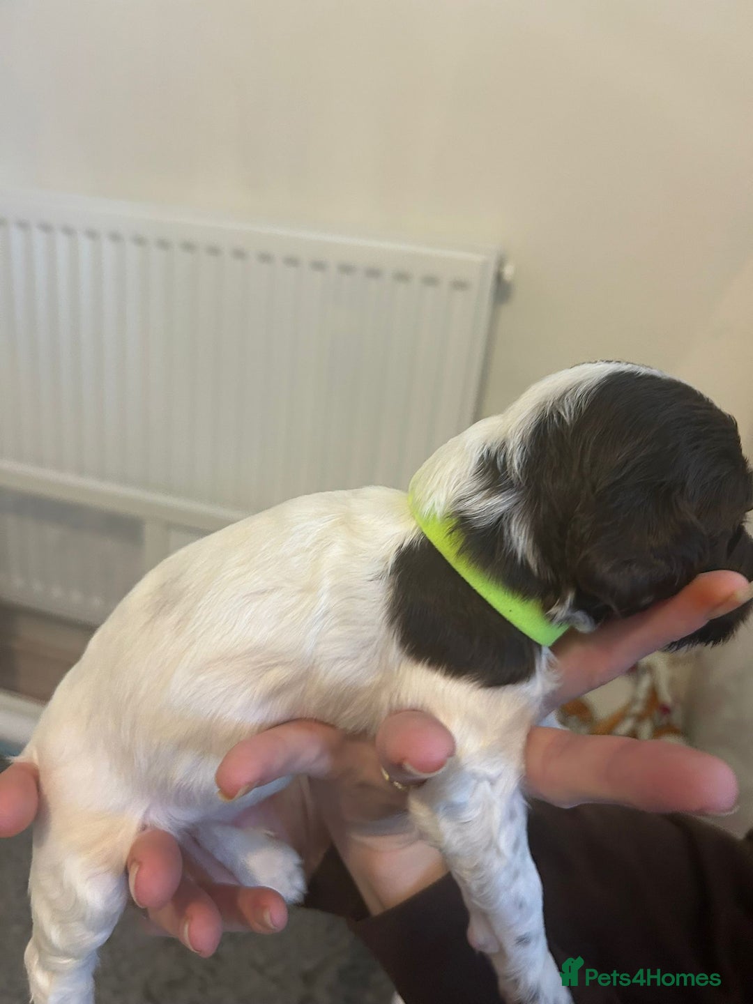 English Springer Spaniel dogs for sale: Adorable Springer Spaniel Puppies - Image 38