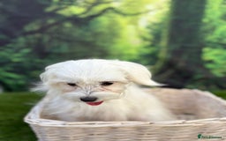 Maltese dogs for sale:  Maltese looking for a new home only 1 boy left - Image 7