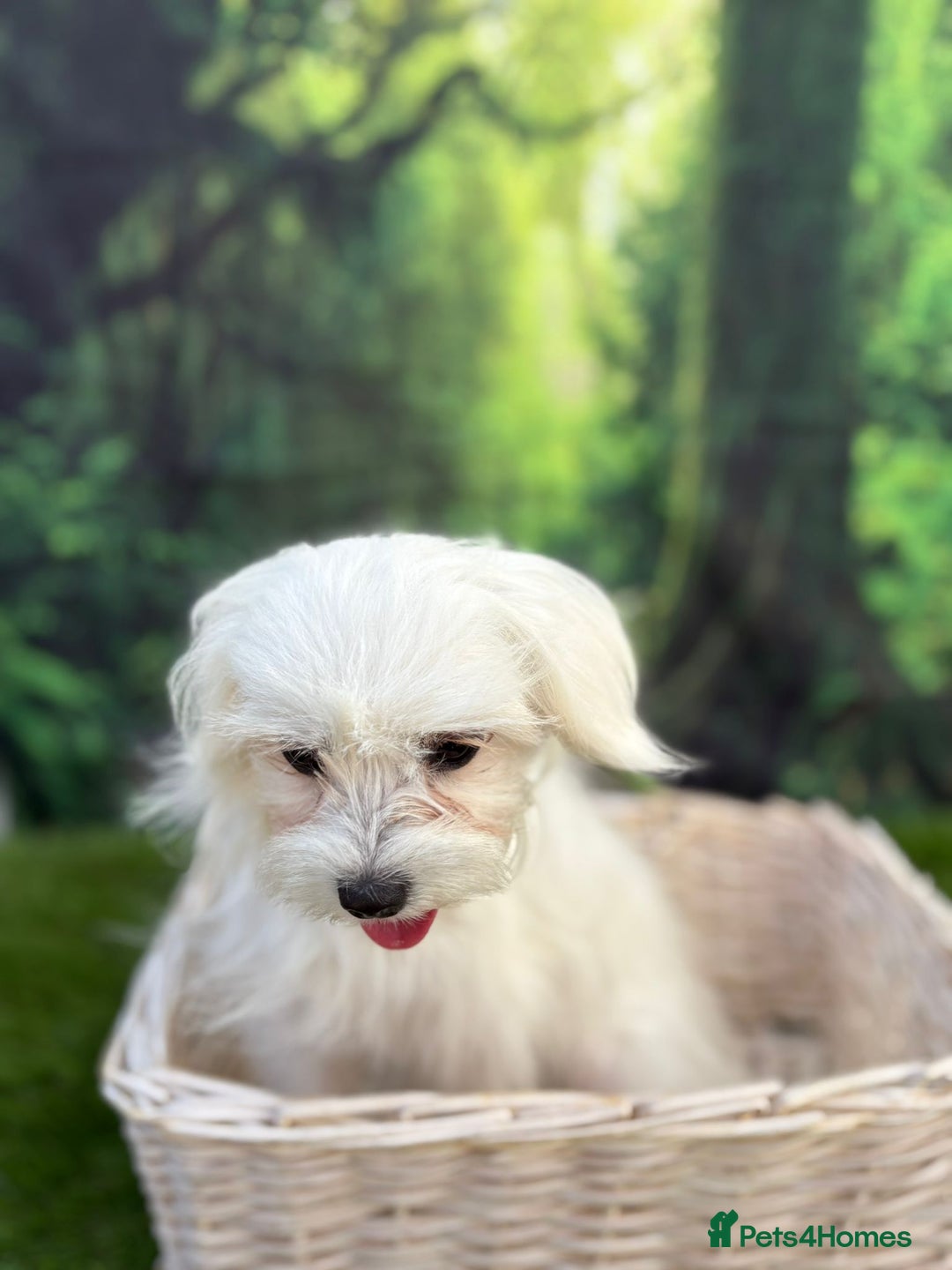 Maltese dogs for sale:  Maltese looking for a new home only 1 boy left - Image 7