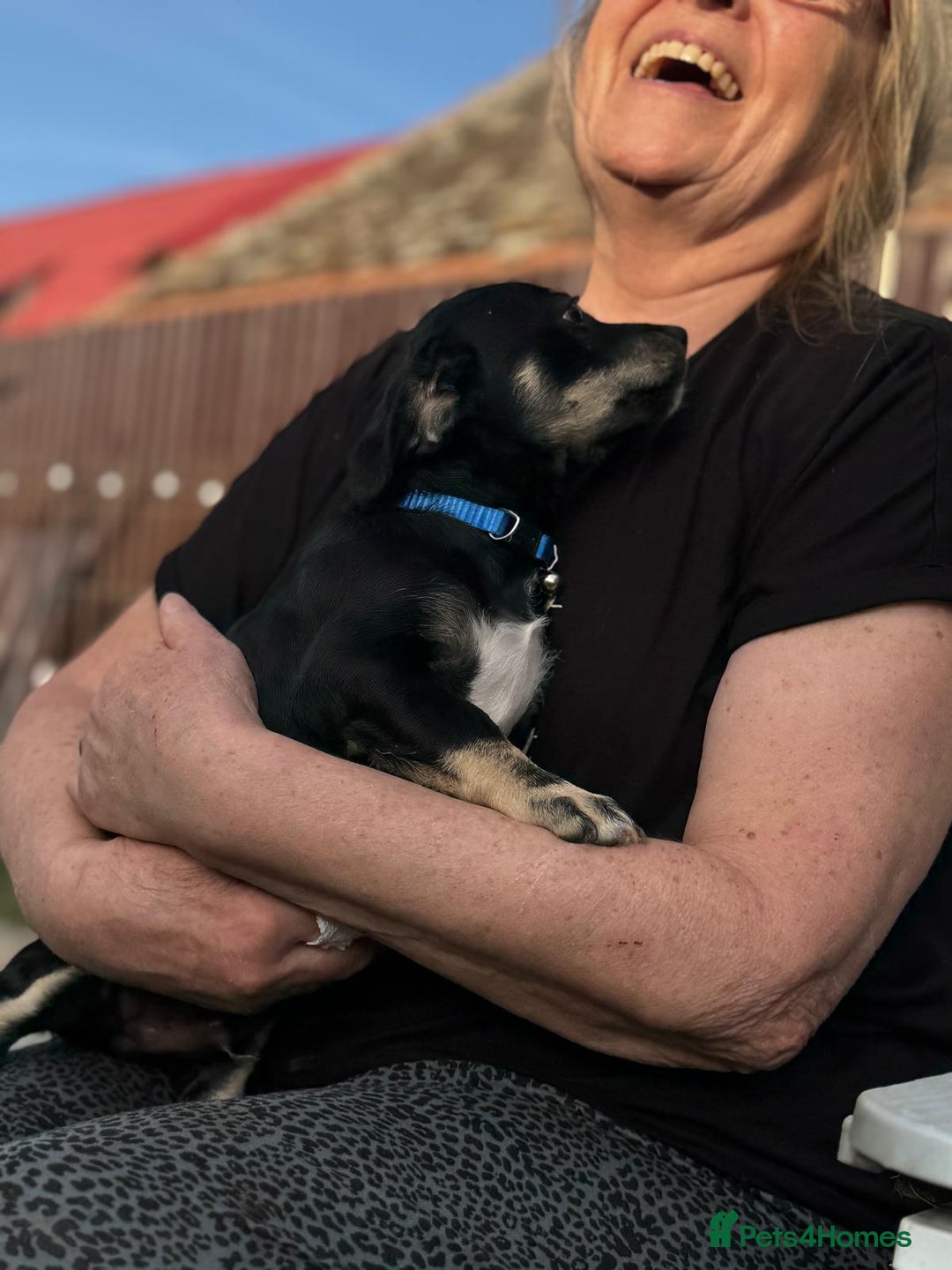 Mixed Breed dogs for adoption: OBI - a Lovely little puppy boy for a Loving Home - Image 14