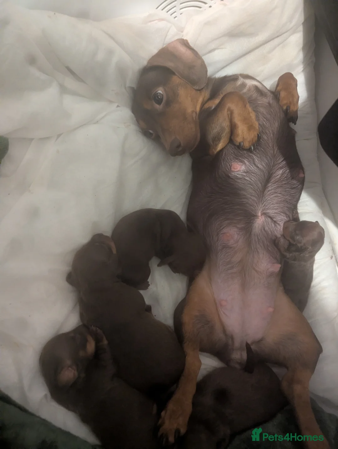 Miniature Dachshund dogs for sale: Beautiful miniature dash hounds  in Swansea - Advert 1
