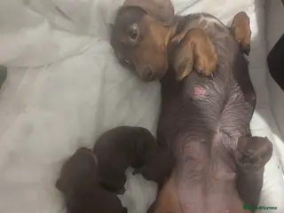 Miniature Dachshund dogs Beautiful miniature dash hounds - Advert 1